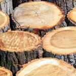 چوب صنوبر چیست و چه ویژگی‌هایی دارد؟