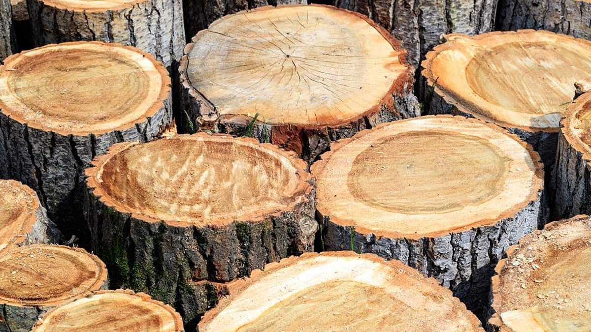 چوب صنوبر چیست و چه ویژگی‌هایی دارد؟